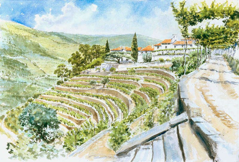 Vineyards (Quinta do Noval). Watercolour Print by John O'Connor.